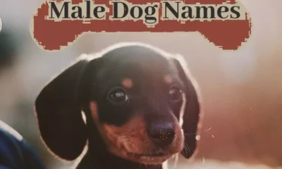 Best Unique Male Dog Names