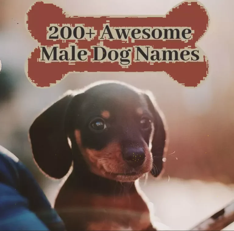 Best Unique Male Dog Names