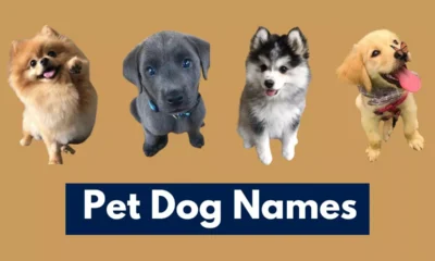 Pet Dog Names
